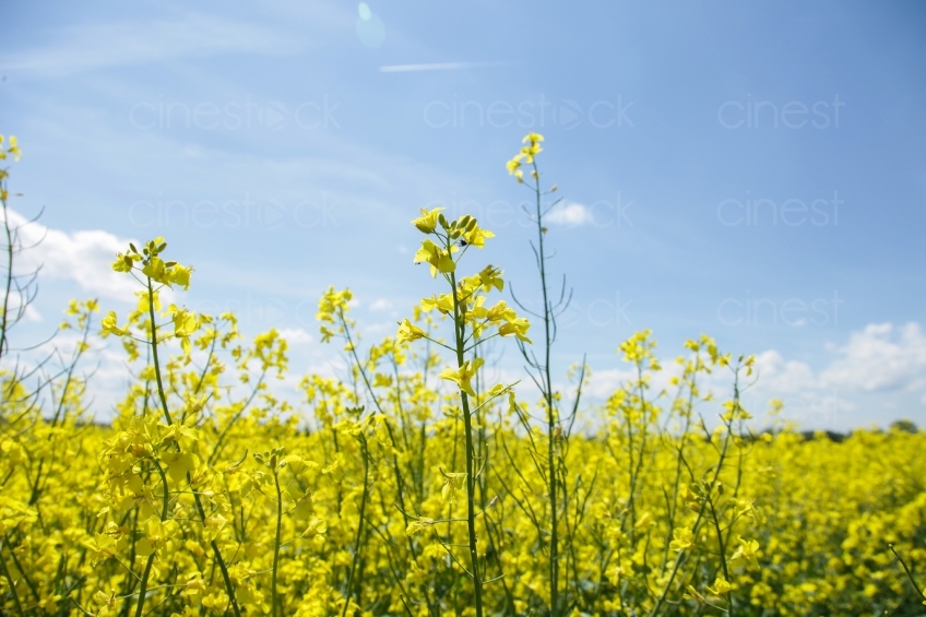 field-of-rapeseeds-2756214