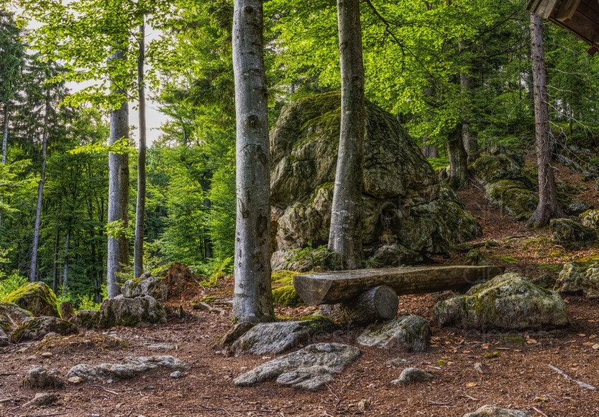 bavarian-forest-2519363