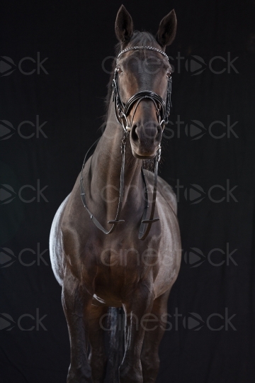 Braunes Pferd 20150913-0064