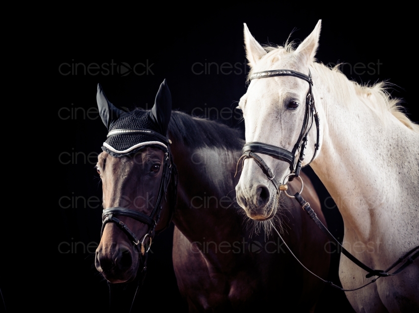 Braunes und Weißes Pferd 20150913-0310