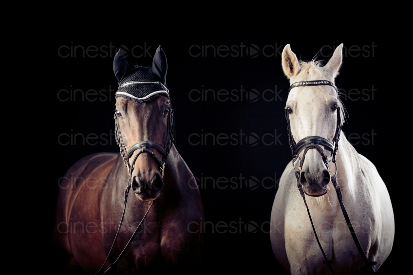 Braunes und Weißes Pferd 20150913-0318 