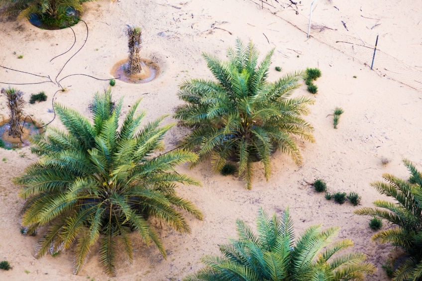 Bäume in der Wüste 20140313-4301