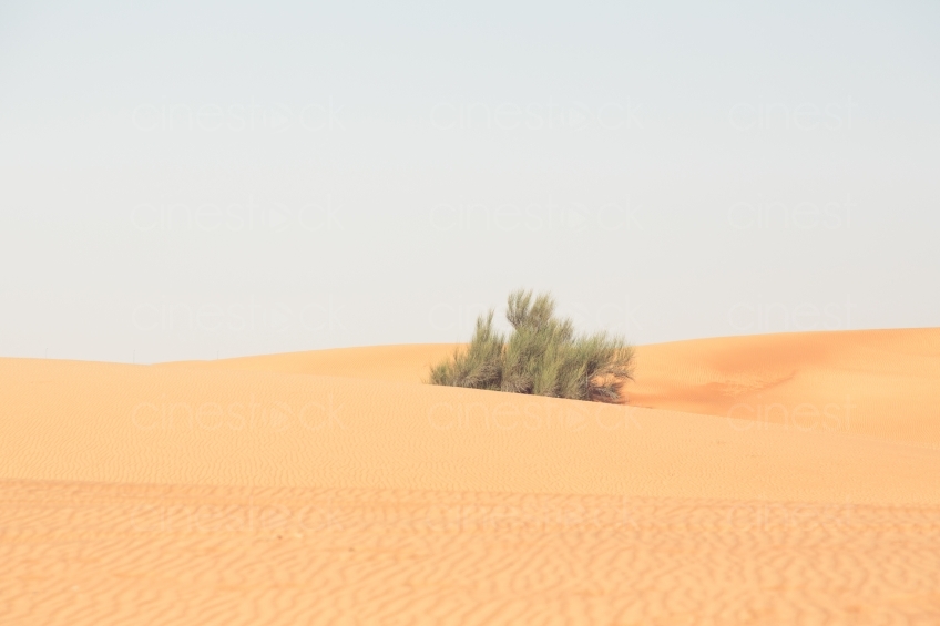 Busch in Wüste 20140313-2054