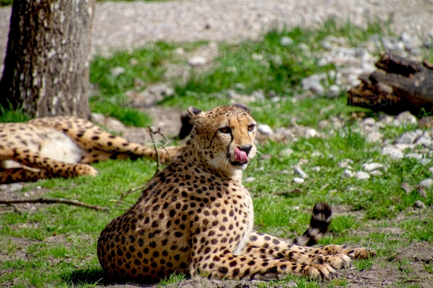 cheetah-3322711