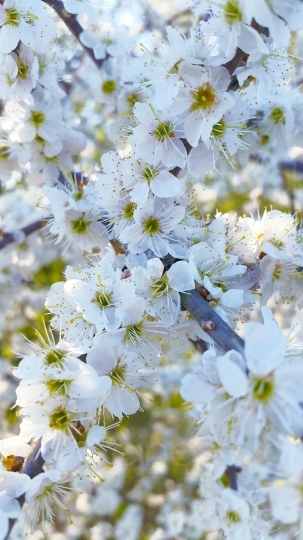 cherry-blossoms-2063760