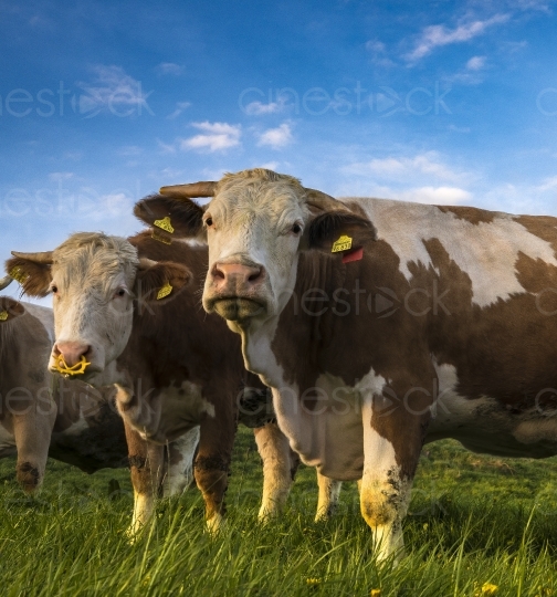 cows-2257738