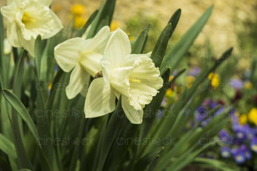 daffodils-2243896