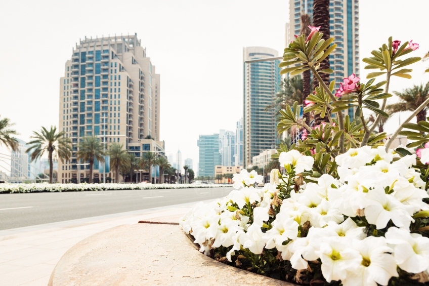Dubai Blumen 20140313-0059