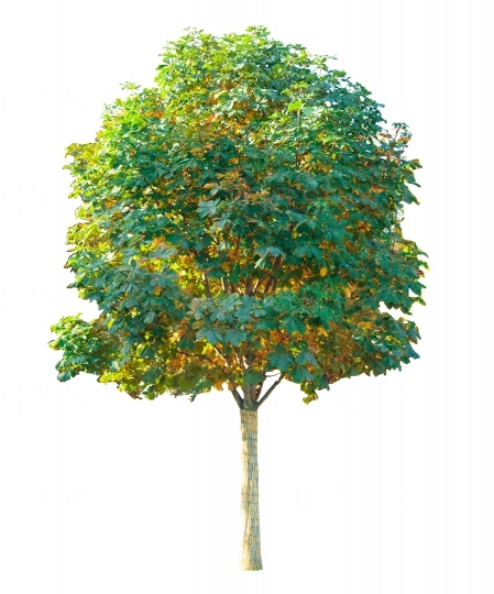Ein Baum mit vielen Blättern  20121023
