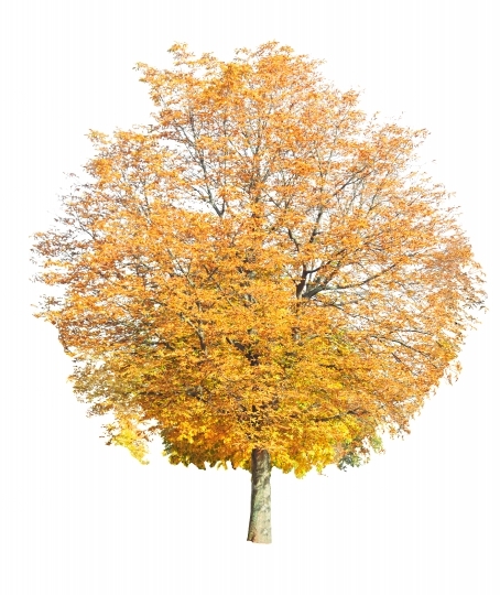 Ein Baum mit vielen Blättern 20121023