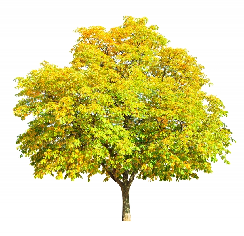 Ein Baum mit vielen Blättern 20121023