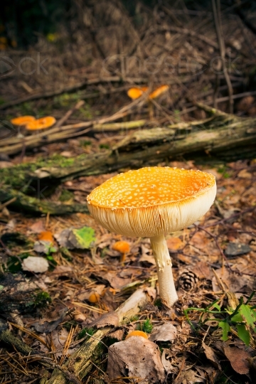 Ein Pilz im Wald 20121023