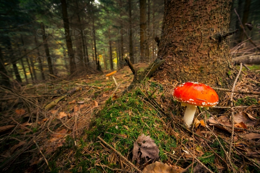 Ein Pilz im Wald 20121023