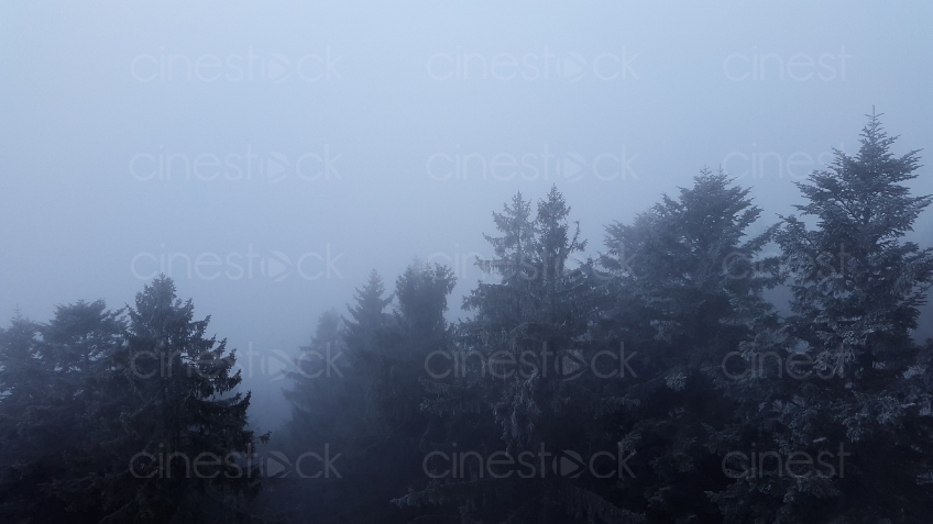 fog-2018993