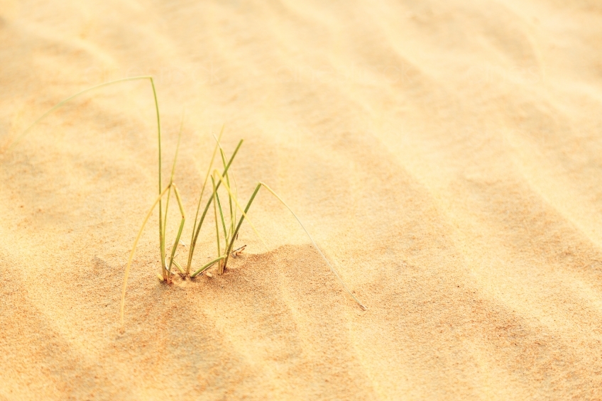 Gras im Sand 