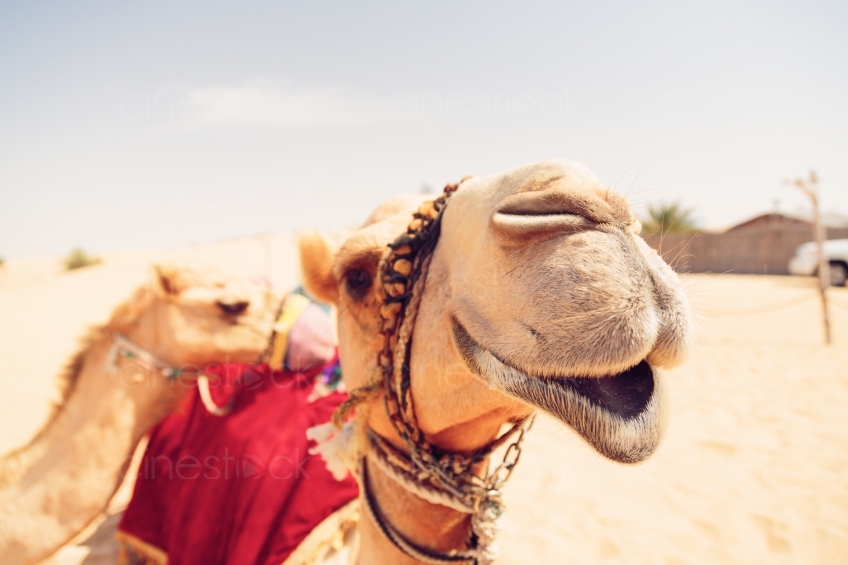 Kamele in Wüste 20140313-2087