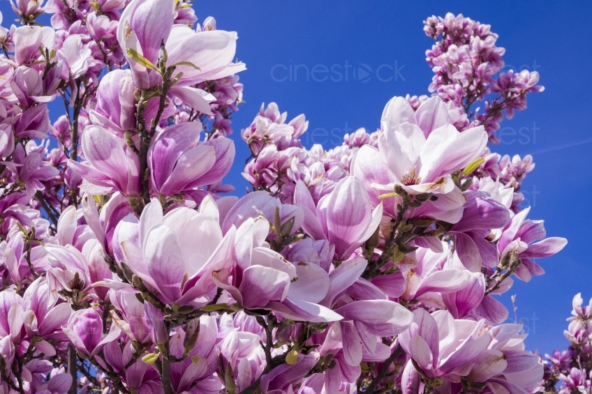 magnolia-2215760