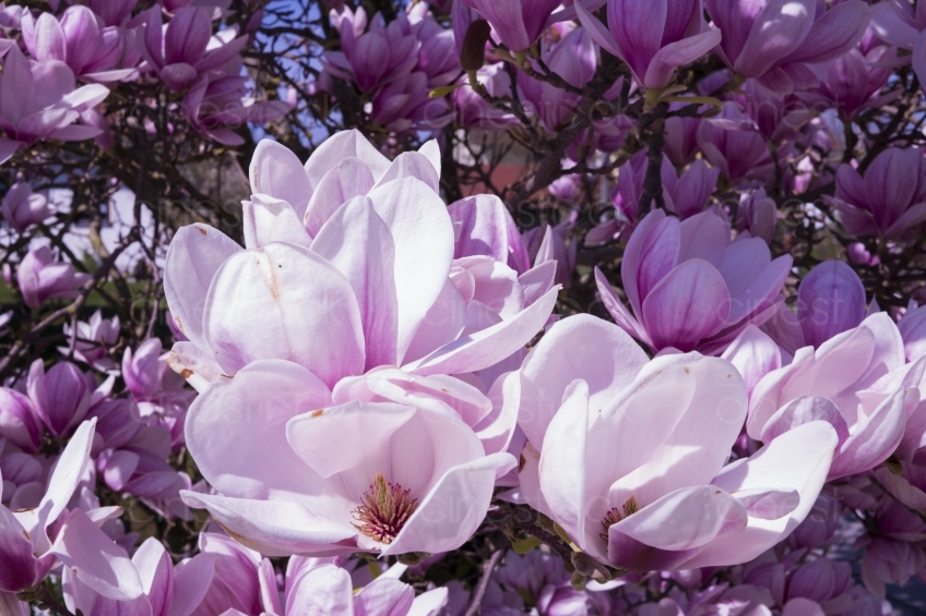magnolia-2215761