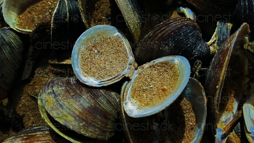 mussels-2056429