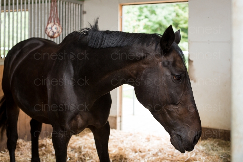 Pferd im Stall 20150913-1690 