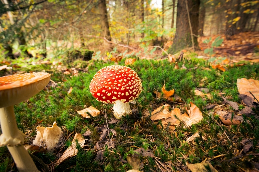Pilze im Wald 20121023 