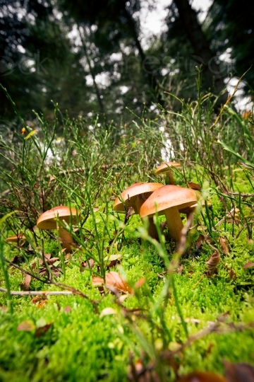Pilze im Wald 20121023