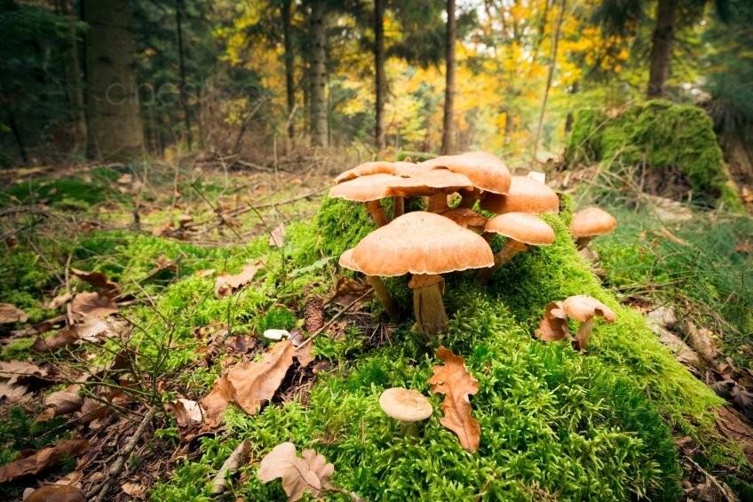 Pilze im Wald 20121023