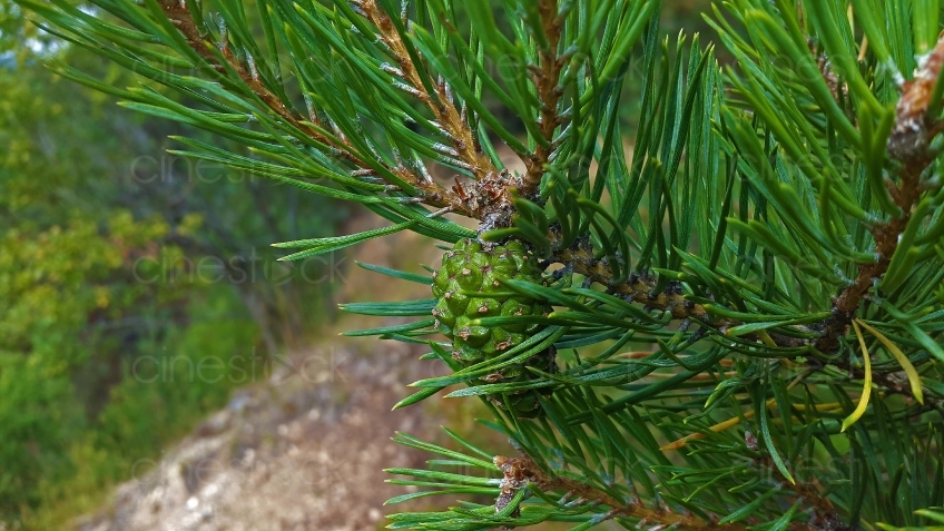 pine-cones-2056499