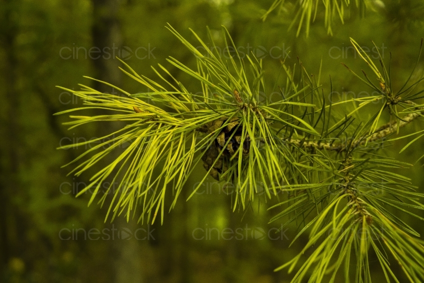 pine-cones-2243845