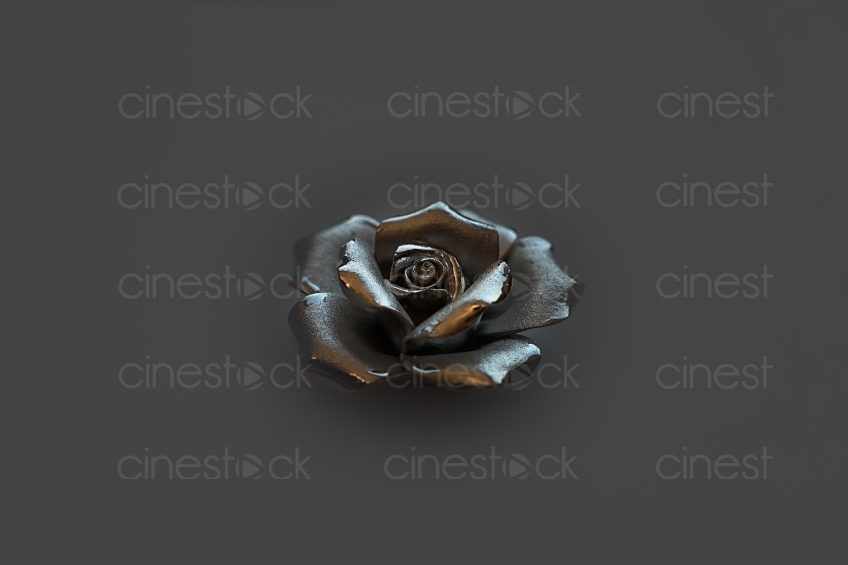 rose-2099941