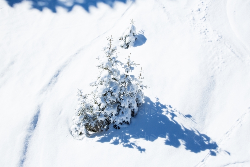 Schneebedeckter Baum 20130316