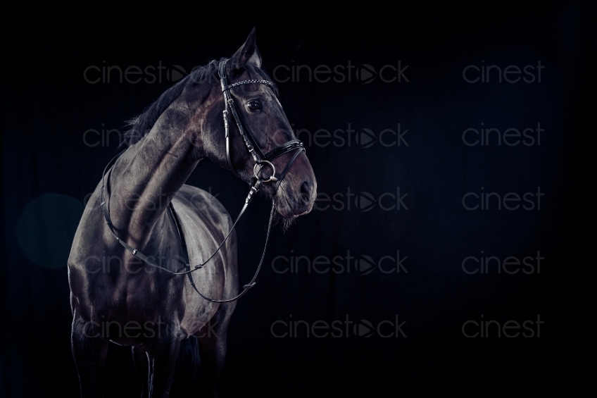 Schwarzes Pferd 20150913-0057