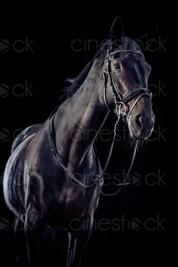 Schwarzes Pferd 20150913-0060 