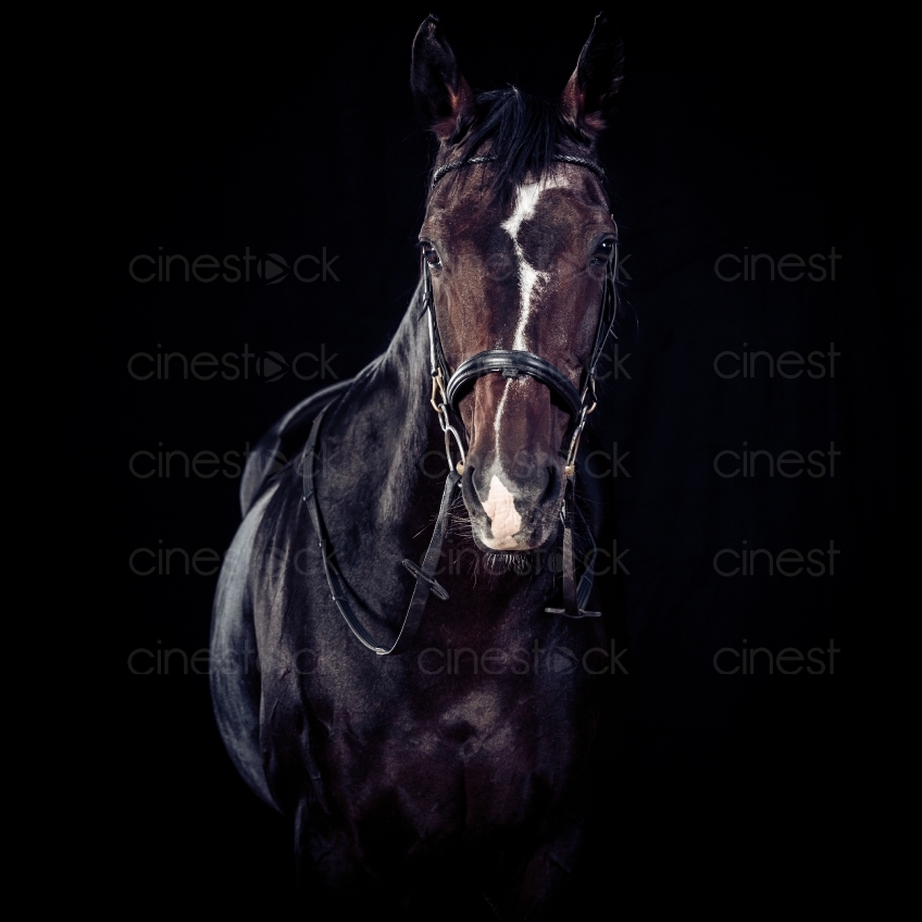 Schwarzes Pferd 20150913-1892