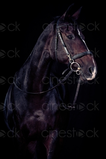 Schwarzes Pferd 20150913-1897