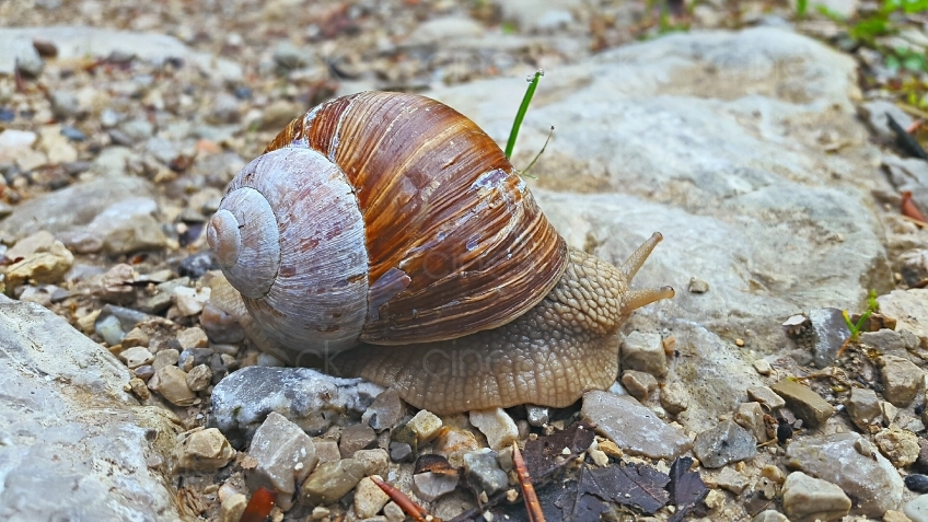 snail-2019076