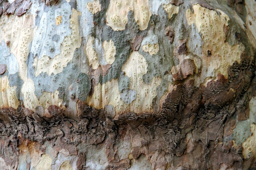 tree-bark-2690706