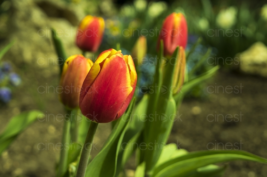 tulips-2243903