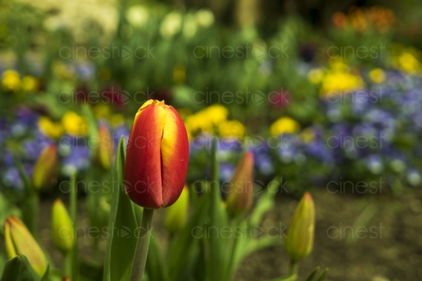 tulips-2243904
