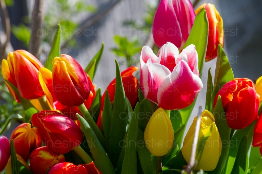 tulips-3313146