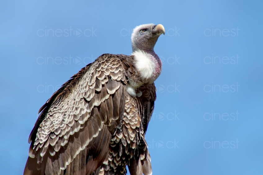 vulture-3329814